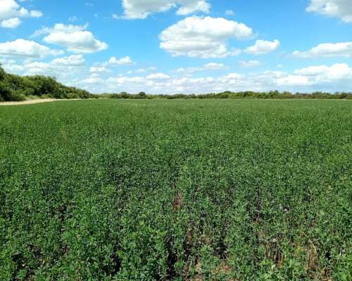 Campo en Venta en Icaño (santiago del Estero)
