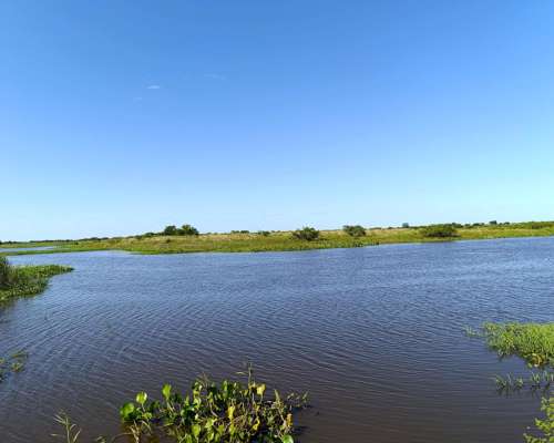 Isla Ganadera 56 Ha en Venta – Alejandra, Santa FE