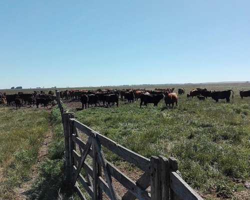 Vendo 1400 Has Ganaderas Olavarria
