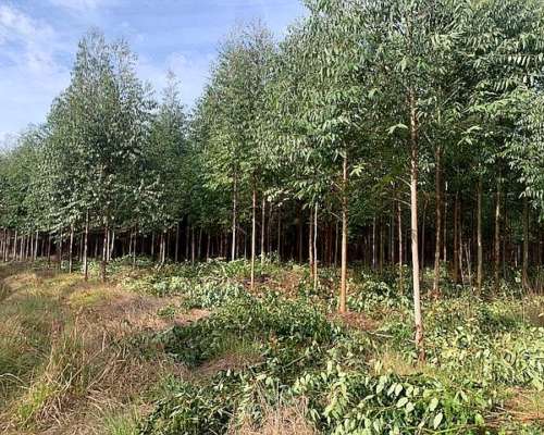 Corrientes Goya Campo Mixto Forestal Ganadero