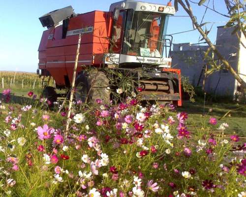 Cosechadora Cereal MF 34