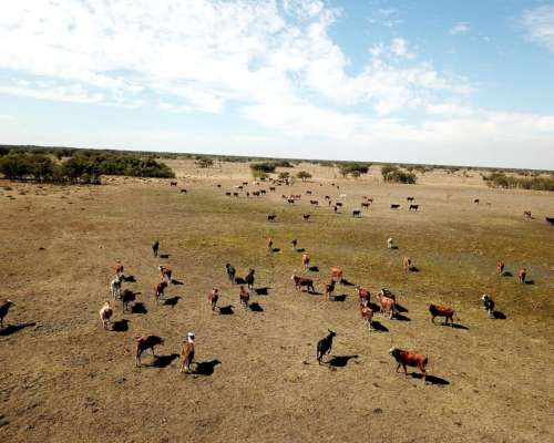 3260 Has Ganaderas Exclusivas S/rn 98 Asfaltada Tostado S F