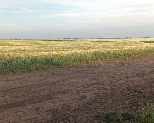 Vendo Buen Campo Mixto
