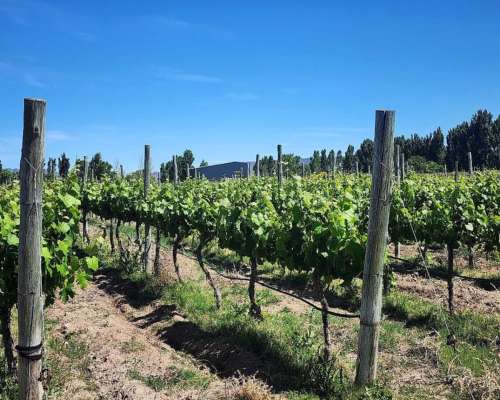 Cuadro Benegas, San Rafael, Mendoza - 97 Ha