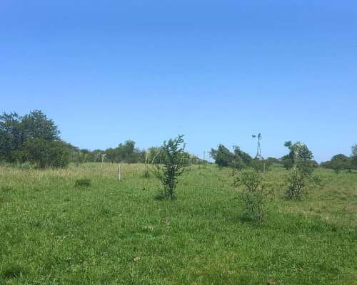 Se Arriendan 82has Monte Natural