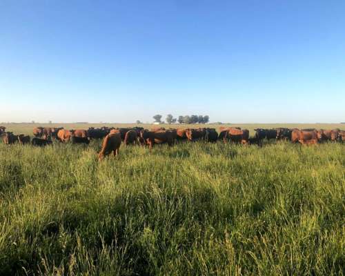 1800 HA, Ganadero-agric-trenque Lauquen