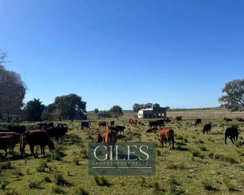 Campo Mixto 80 Hectáreas C/mejoras