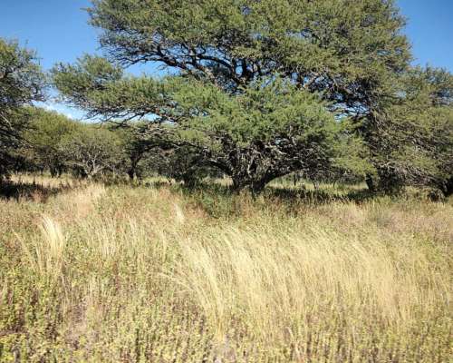 Villa Mercedes SUR 300 Has