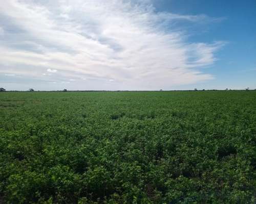 520 Ha Agrícolas en Venta Norte de Córdoba