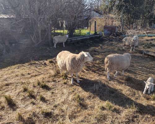 Carneros y Ovejas Texel