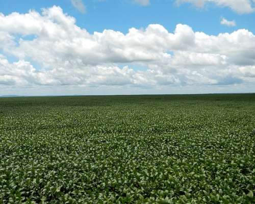 Vendo Campo Agrícola Alfalfero