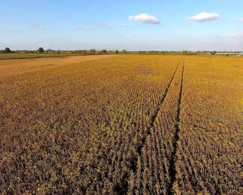 Vendo 190 Has en Coronel Bogado