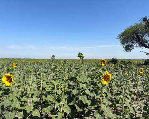 Campo Mixto. Gato Colorado, STA FE. 2.156 Ha Sobre Ruta