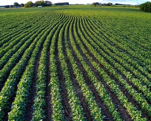 Campo Agricola en Venta de 125 Ha en Carcarañá