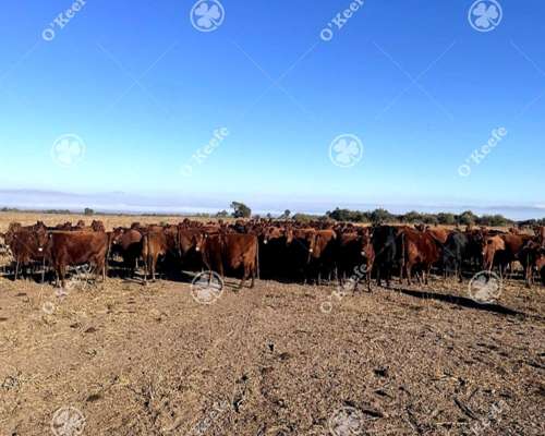 Campo en Venta de 781 Has, Cortaderas, San Luis. Campo Mixto