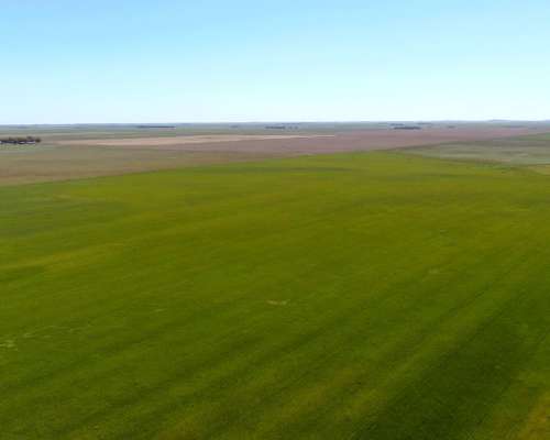 540 Has en Tornquist - BS. AS. - Agrícola - Venta