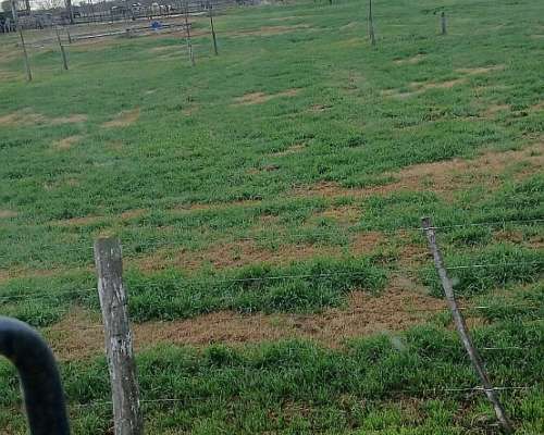Busco Trabajo. Peón Rural Tractorista