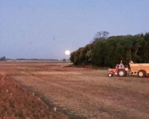 Massey Fergusson 1098 .