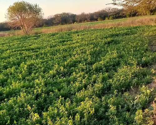25 Hectareas con 4 Hectareas de Alfalfa Arriendo a 3 Años