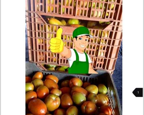 Vendo Campo 15 Hectáreas para Verduras Exportación