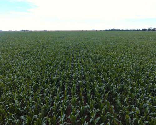 Pcia. de Cordoba - San Marcos SUD 770 Has