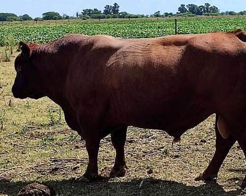 Vendo Toro Angus Colorado de 5 Años Aprox Unos 900kg