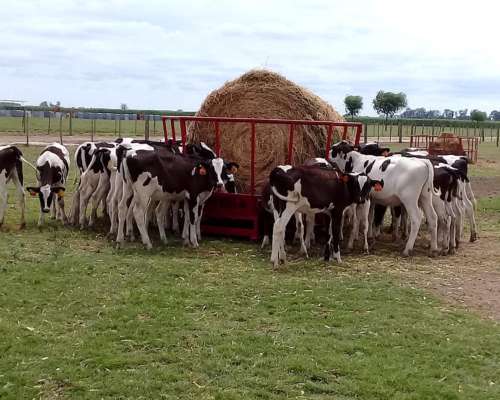 Comedero Porta Rollo CAP 1 Rollos con Puertas