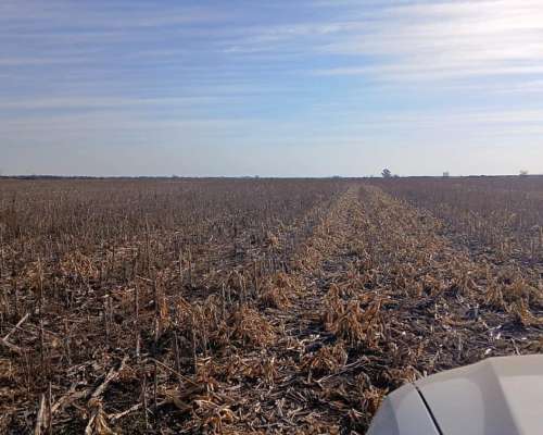 107 Ha Agrícolas. muy Buen Campo. Nogoyá