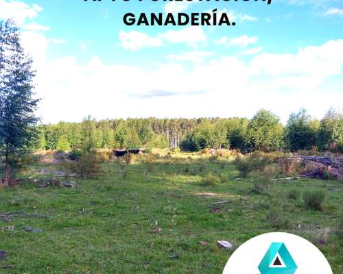 Campo Apto Forestación con Rebrotes
