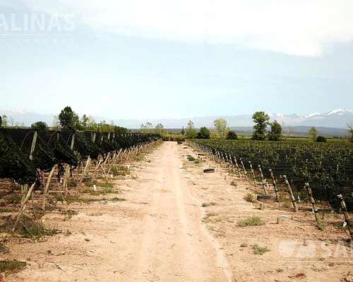 30 Has Finca Lujan de Cuyo, Mendoza