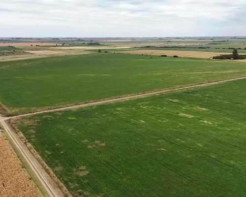 Campo Arequito. 89 Has