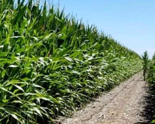 Vdo 142 Has Soja,maíz Alquilado 12 Qtales X Ha Cerca de RUT