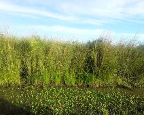Campo Mixto 286 Hectareas