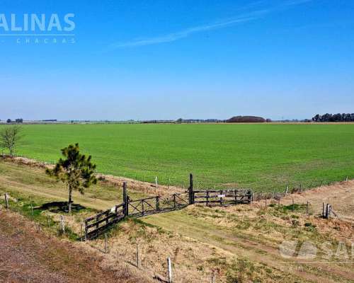 310 Has - Campo Mixto de Relive Ondulado