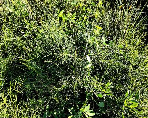 585 Ha Ganaderas en Alquiler – Santa FE