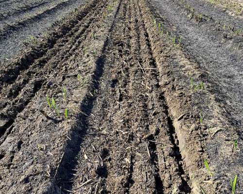 Culticaña de 4 y 8 Paquetes