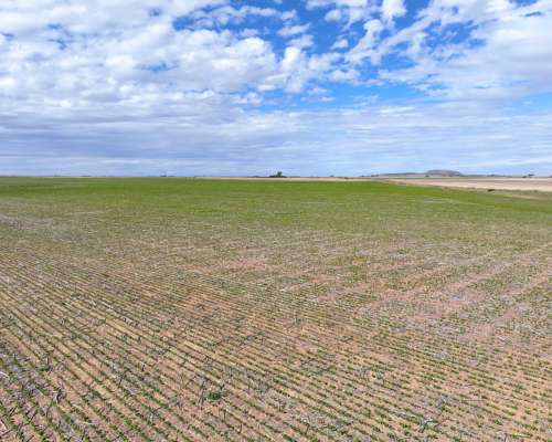 Pcia. de Cordoba - Sampacho 601 Has