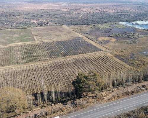 Finca de 60ha en Ruta N° 40 Capdevilla Derecho de Riego