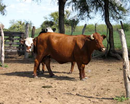 Campo en Venta Próximo a Lujan, San Luis (500 Has)
