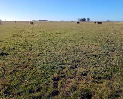 300 Ha Ganaderas Labardén, Pdo. Gral. Guido, Pcia. BS. AS.