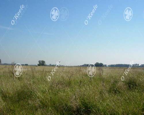 Campo en Venta de 84 Hectareas, la Plata, Ganadero.