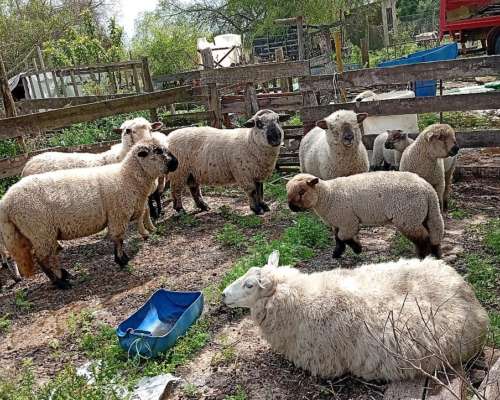 Lote de 6 Ovejas y 1 Carnero Hampshire Down