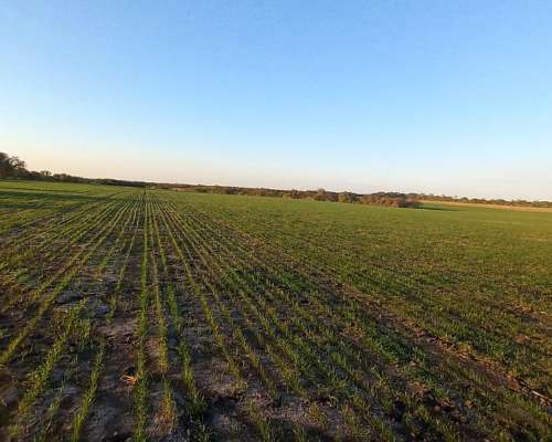 Campo Agricola 40 Hectáreas San Salvador Entre Rios