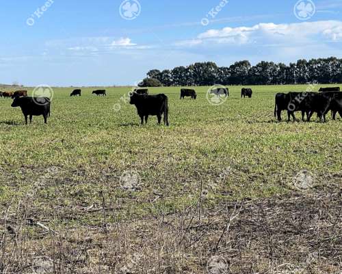 Campo Ganadero en Venta de 344 Has en Dolores
