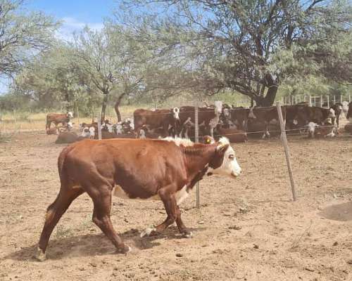 2300 Ha Ganaderas en Quines