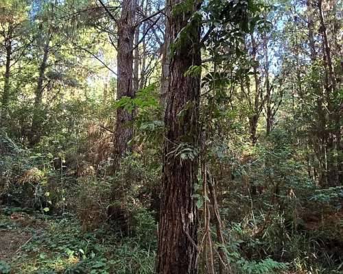 Se Vende 60 Ha con Pino y Arroyo Misiones.