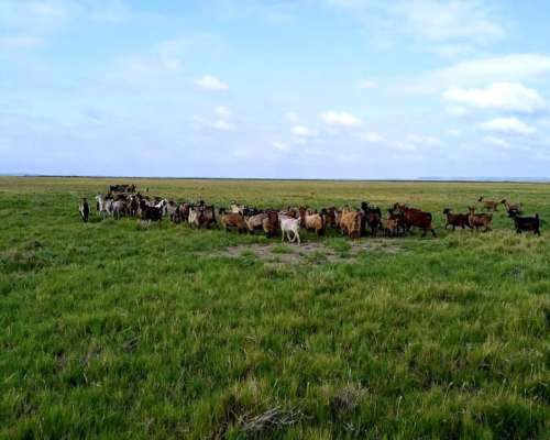 Campo Gandero 30.000 Hectareas,algarrobo del Aguila la Pampa