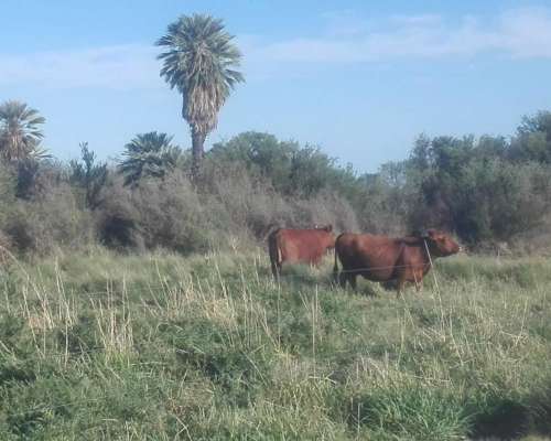 Papagayos - 1060 Ha - San Luis