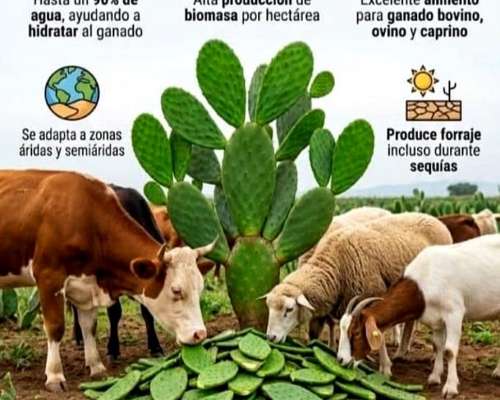 Nopal Forrajero — Instalación Llave en Mano y Asesoramiento