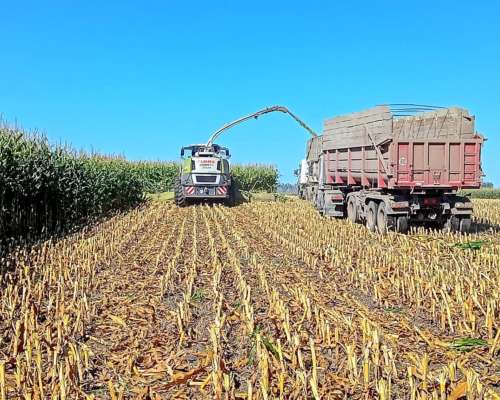 Maquinista para Picadora Class